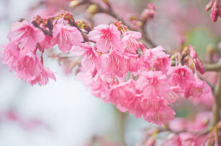 Himalayan Cherry (Prunus cerasoides) blooming at Doi Angkhang, Thailand. In Thailand we call 'Nang Paya Sua Krong' it mean 'Queen of royal tiger'の写真素材