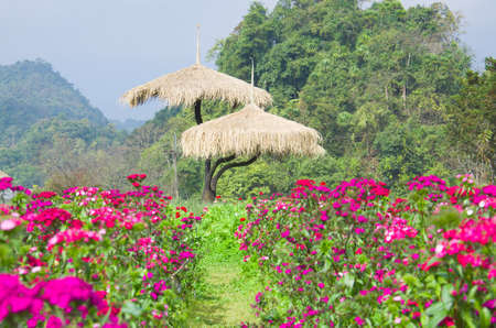 View of doi angkhang Mountain, Chiang Mai, Thailandの写真素材