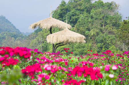 View of doi angkhang Mountain, Chiang Mai, Thailandの写真素材