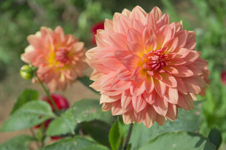Chrysanthemum farm on Doi Inthanon mountain in Chiang Mai, Thailand.の写真素材