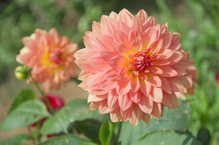 Chrysanthemum farm on Doi Inthanon mountain in Chiang Mai, Thailand.の写真素材