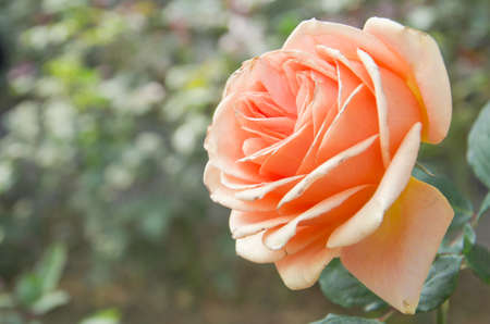 rose flower in chiangmai Thailandの写真素材