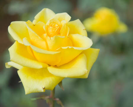 rose flower in chiangmai Thailandの写真素材