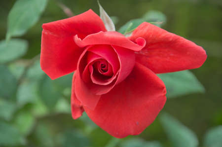 rose flower in chiangmai Thailandの写真素材