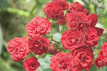 rose flower in chiangmai Thailandの写真素材