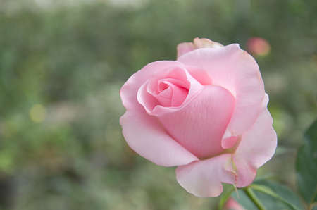 rose flower in chiangmai Thailandの写真素材