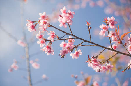 Himalayan Cherry (Prunus cerasoides) blooming at Doi Angkhang, Thailand. の写真素材
