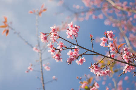 Himalayan Cherry (Prunus cerasoides) blooming at Doi Angkhang, Thailand. の写真素材