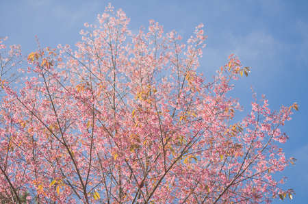 Himalayan Cherry (Prunus cerasoides) blooming at Doi Angkhang, Thailand. の写真素材
