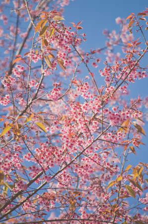 Himalayan Cherry (Prunus cerasoides) blooming at Doi Angkhang, Thailand.の写真素材