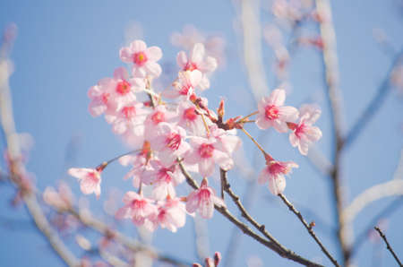 Himalayan Cherry (Prunus cerasoides) blooming at Doi Angkhang, Thailand. の写真素材