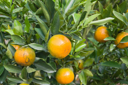 fresh orange on plant, orange treeの写真素材