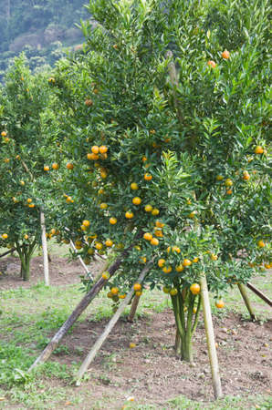 fresh orange on plant, orange treeの写真素材