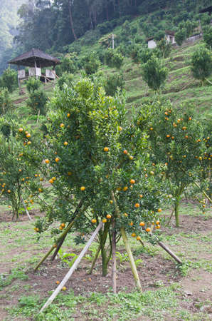 fresh orange on plant, orange treeの写真素材