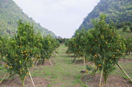 fresh orange on plant, orange treeの写真素材