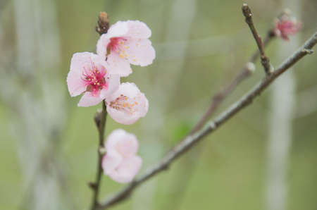 Himalayan Cherry (Prunus cerasoides) blooming at Doi Angkhang, Thailand.の写真素材