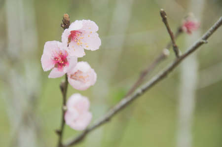 Himalayan Cherry (Prunus cerasoides) blooming at Doi Angkhang, Thailand. の写真素材
