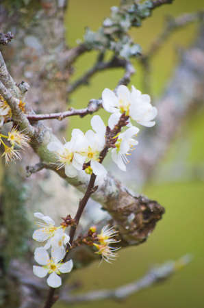 Chinese plum flowers blooming in Doi Inthanon,Chiang Mai,Thailandの写真素材