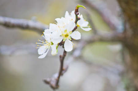 Chinese plum flowers blooming in Doi Inthanon,Chiang Mai,Thailandの写真素材