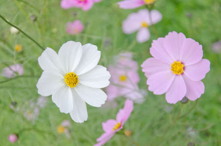 Daisy white and pink at Doi Inthanon, Chiang Mai, Thailandの写真素材