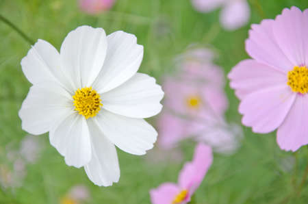 Daisy white and pink at Doi Inthanon, Chiang Mai, Thailandの写真素材