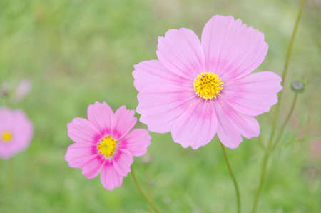 Daisy white and pink at Doi Inthanon, Chiang Mai, Thailandの写真素材