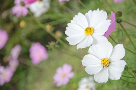 Daisy white and pink at Doi Inthanon, Chiang Mai, Thailandの写真素材