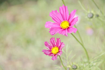 Daisy white and pink at Doi Inthanon, Chiang Mai, Thailandの写真素材