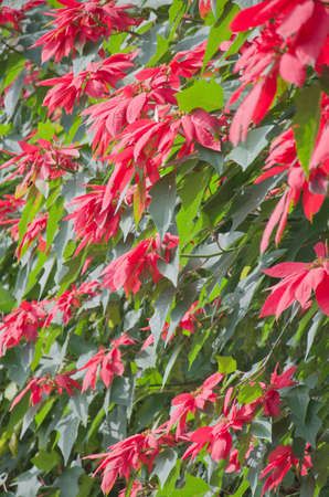 Christmas Flowers, Redの写真素材