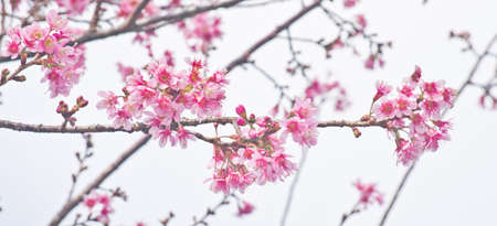 Himalayan Cherry (Prunus cerasoides) blooming at Doi Angkhang, Thailand.の写真素材