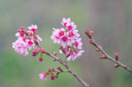 Himalayan Cherry (Prunus cerasoides) blooming at Doi Angkhang, Thailand. の写真素材