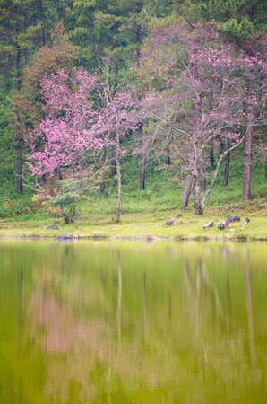 Wild Himalayan cherry landscape in Khun Huay Hang, Doi Inthanon, Chiang Mai ,Thailandの写真素材