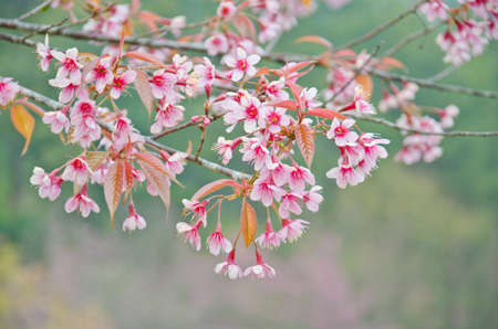 Wild Himalayan cherry landscape in Khun Huay Hang, Doi Inthanon, Chiang Mai ,Thailandの写真素材