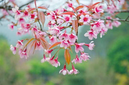 Wild Himalayan cherry landscape in Khun Huay Hang, Doi Inthanon, Chiang Mai ,Thailandの写真素材