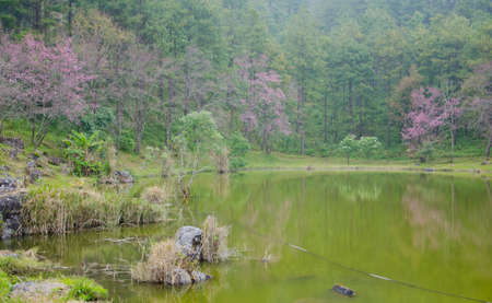Wild Himalayan cherry landscape in Khun Huay Hang, Doi Inthanon, Chiang Mai ,Thailandの写真素材