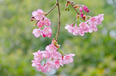 Wild Himalayan cherry landscape in Khun Huay Hang, Doi Inthanon, Chiang Mai ,Thailandの写真素材