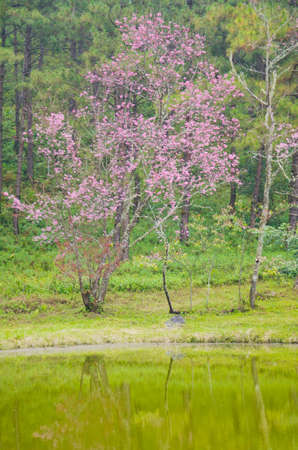 Wild Himalayan cherry landscape in Khun Huay Hang, Doi Inthanon, Chiang Mai ,Thailandの写真素材