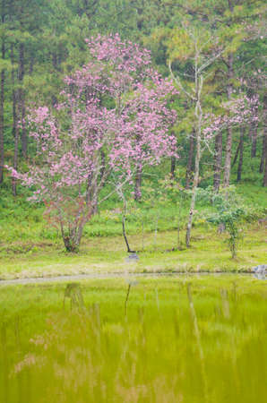 Wild Himalayan cherry landscape in Khun Huay Hang, Doi Inthanon, Chiang Mai ,Thailandの写真素材
