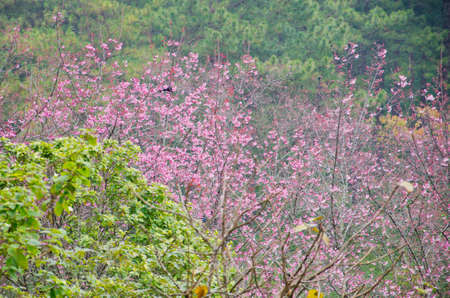 Wild Himalayan cherry landscape in Khun Huay Hang, Doi Inthanon, Chiang Mai ,Thailandの写真素材