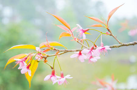 Wild Himalayan cherry landscape in Khun Huay Hang, Doi Inthanon, Chiang Mai ,Thailandの写真素材
