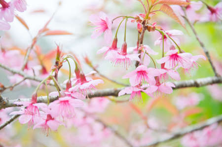 Wild Himalayan cherry landscape in Khun Huay Hang, Doi Inthanon, Chiang Mai ,Thailandの写真素材