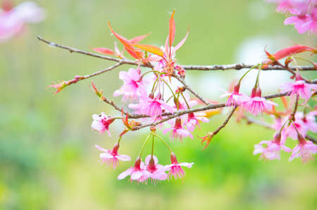 Wild Himalayan cherry landscape in Khun Huay Hang, Doi Inthanon, Chiang Mai ,Thailandの写真素材