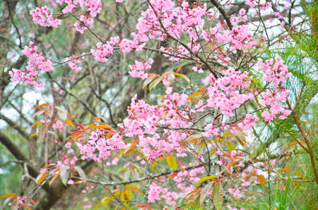 Wild Himalayan cherry landscape in Khun Huay Hang, Doi Inthanon, Chiang Mai ,Thailandの写真素材