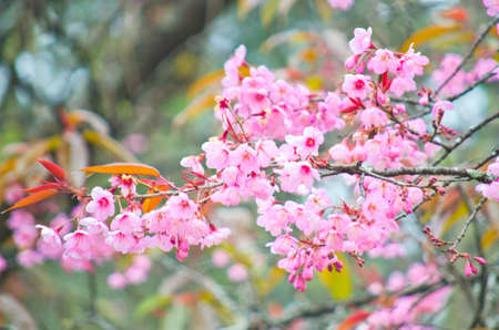 Wild Himalayan cherry landscape in Khun Huay Hang, Doi Inthanon, Chiang Mai ,Thailandの写真素材