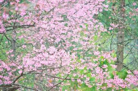 Wild Himalayan cherry landscape in Khun Huay Hang, Doi Inthanon, Chiang Mai ,Thailandの写真素材