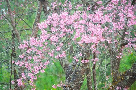 Wild Himalayan cherry landscape in Khun Huay Hang, Doi Inthanon, Chiang Mai ,Thailandの写真素材