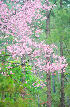 Wild Himalayan cherry landscape in Khun Huay Hang, Doi Inthanon, Chiang Mai ,Thailandの写真素材
