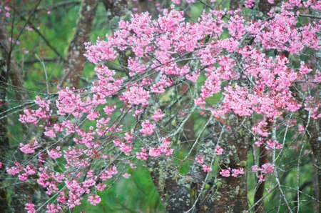 Wild Himalayan cherry landscape in Khun Huay Hang, Doi Inthanon, Chiang Mai ,Thailandの写真素材
