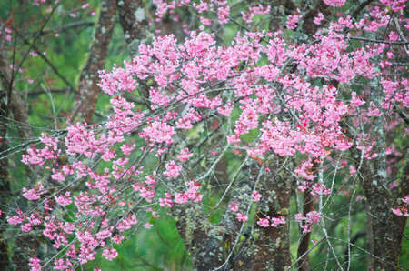 Wild Himalayan cherry landscape in Khun Huay Hang, Doi Inthanon, Chiang Mai ,Thailandの写真素材