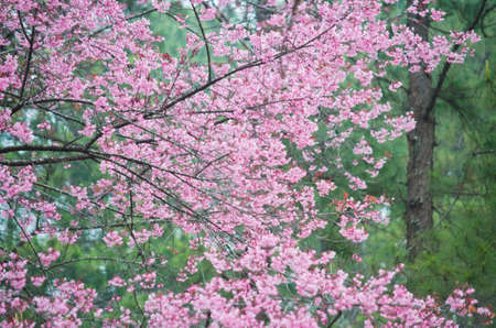 Wild Himalayan cherry landscape in Khun Huay Hang, Doi Inthanon, Chiang Mai ,Thailandの写真素材
